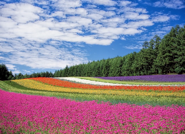 flower-field-250016_640